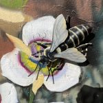 Western Honeybee on Mariposa Lily