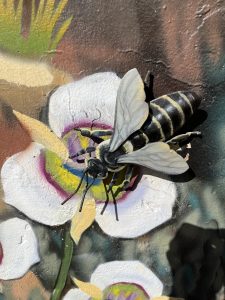 Western Honeybee on Mariposa Lily