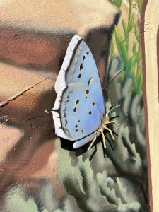 Western Tailed-Blue