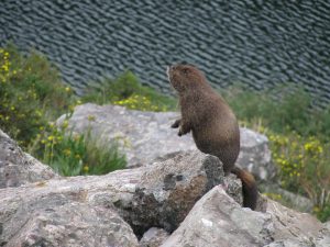 Yellow-bellied marmot