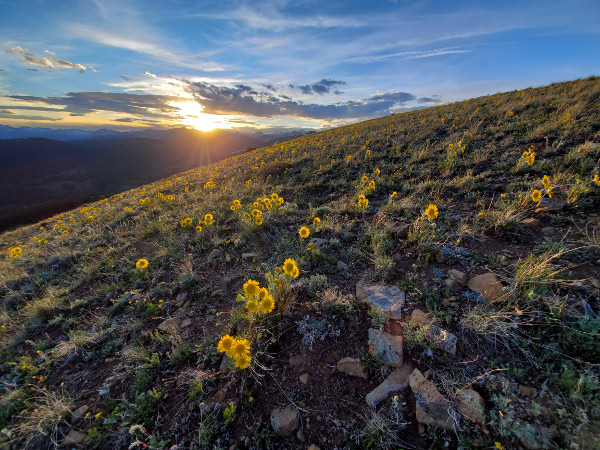 Colorado wildflower guide - Alpine Sunflowers