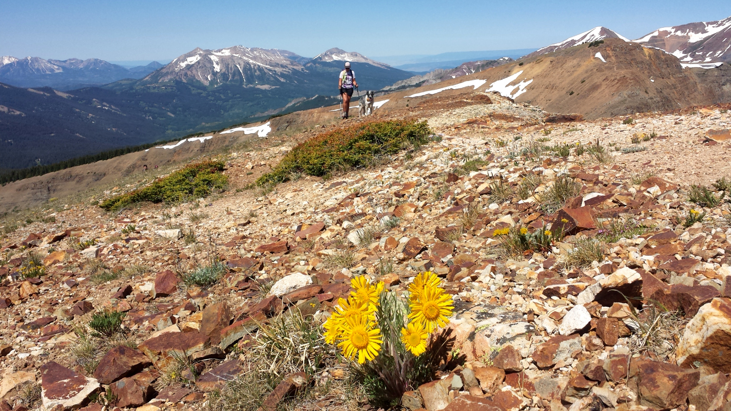 red lady alpine sunflowers