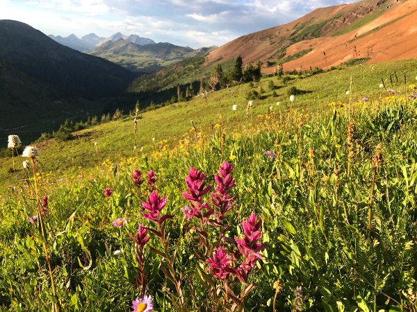 colorado wildflower guide - mountain Paintbrush flowers near Baldy