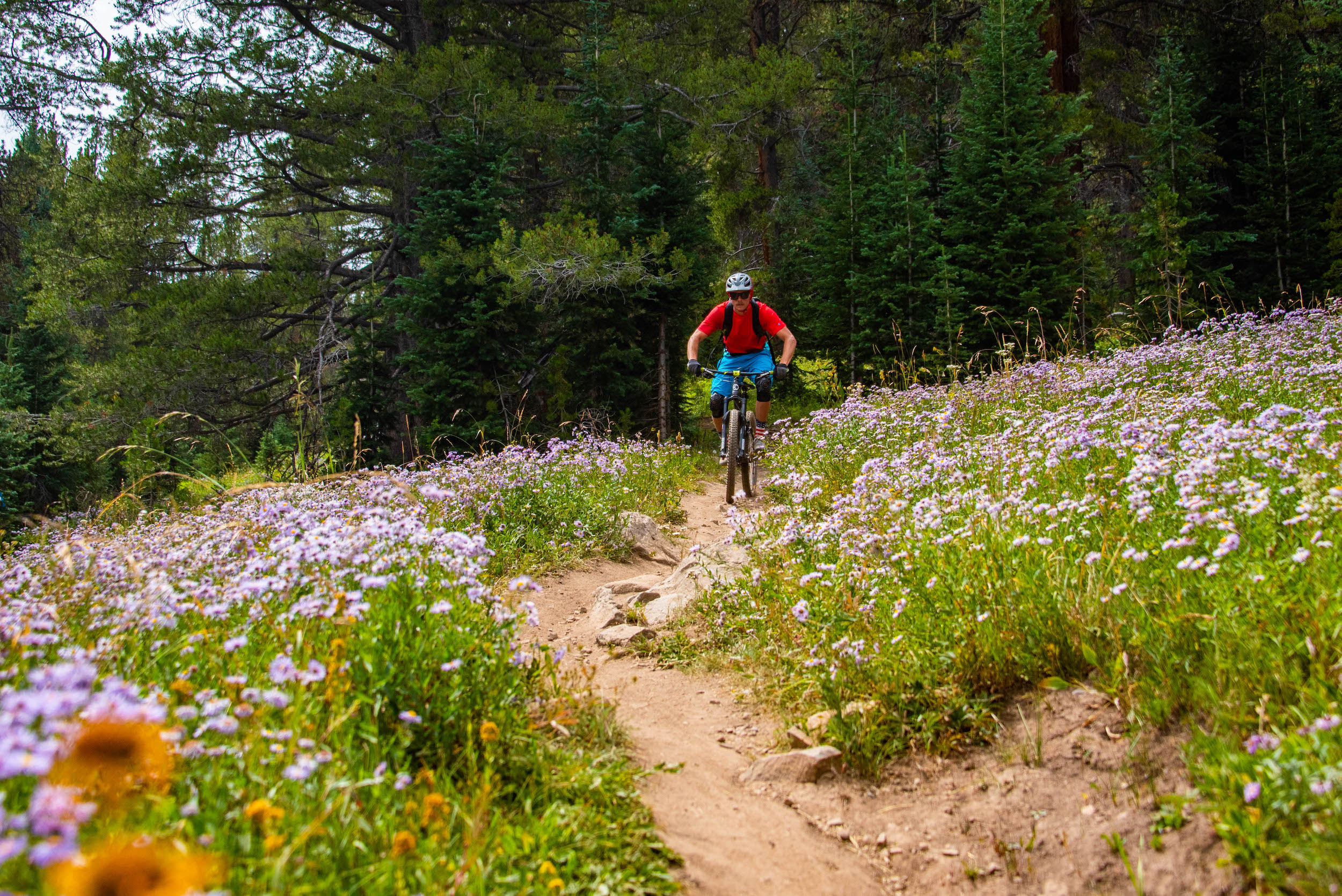 A person riding a bike on a trail through a field of wildflowers. The trail is Baxter Gulch, Crested Butte