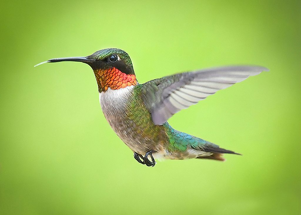 broad-tailed-hummingbird