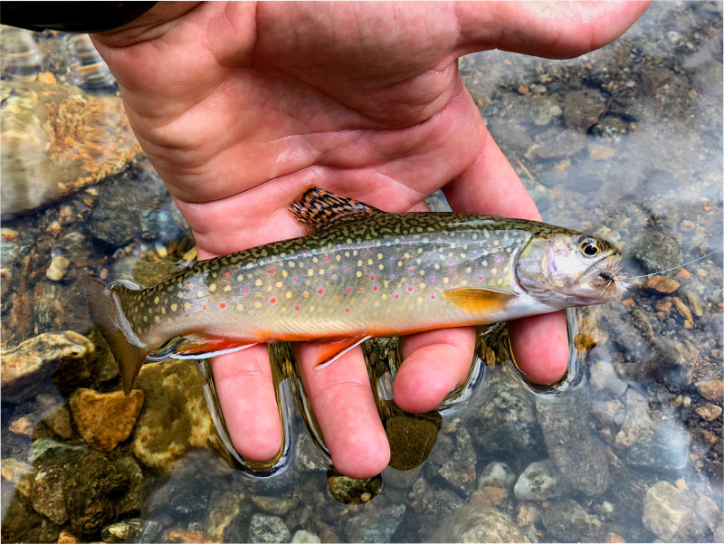 brook trout on dry fly