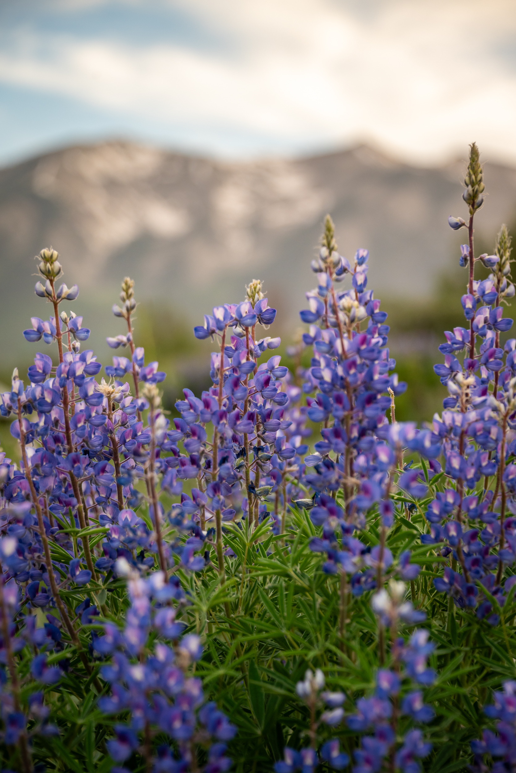 a close up of pea-shaped wildflowers called lupine in Brush Creek