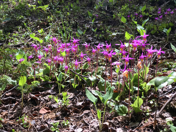 a cluster of calypso orchids in crested butte. The flowers are small and pointed