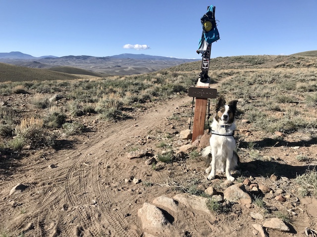 Photo of Dog on Signal Peak Trails