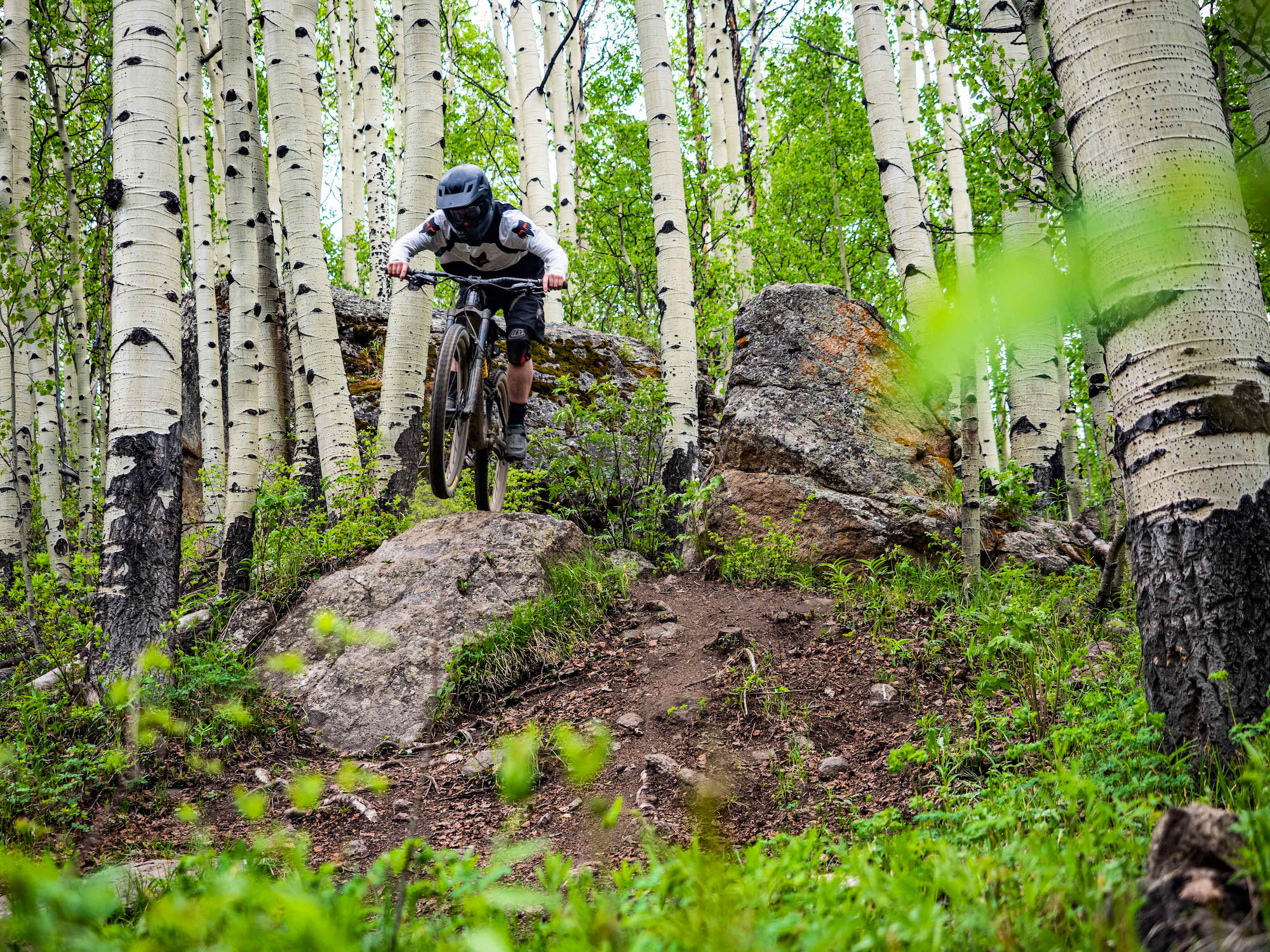 a person rides a mountain bike over a rock in a grove of aspen trees. Mountain biking in Crested Butte, Colorado is high alpine