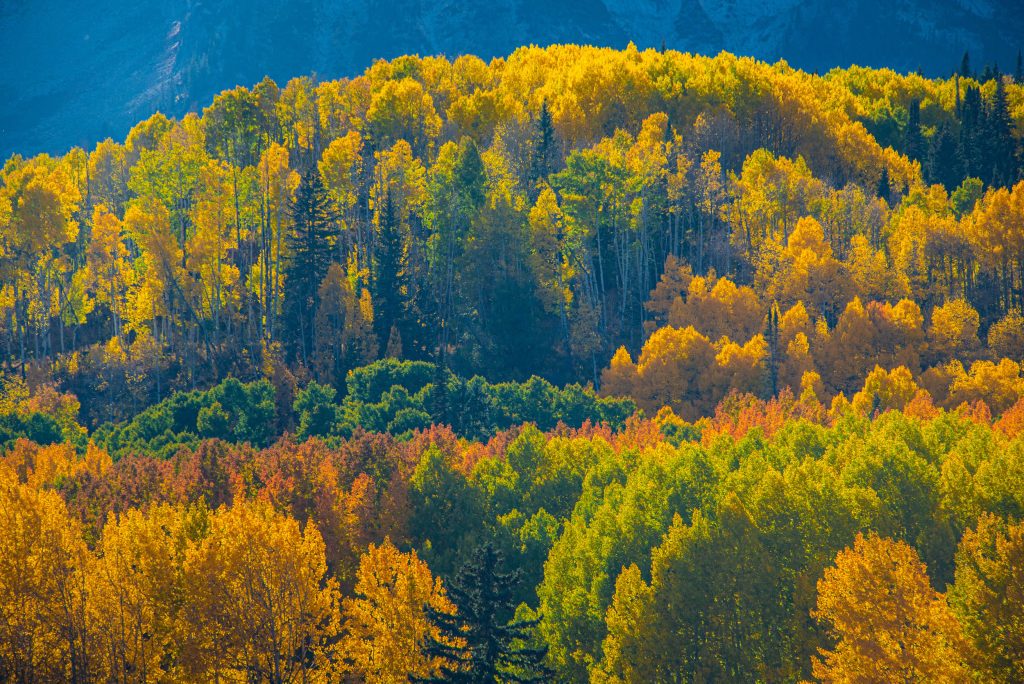 crested-butte-fall-aspens