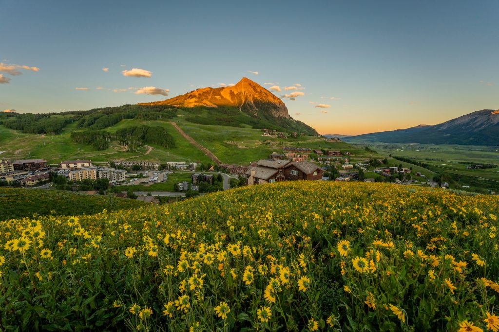 crested butte summer wildflowers