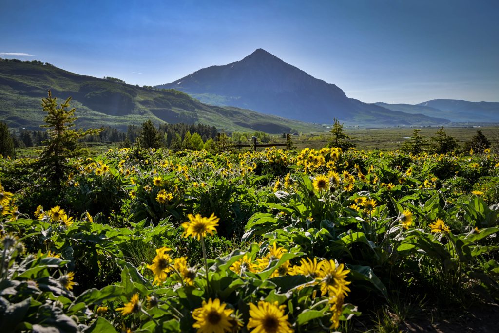 Yellow wildflowers in Crested Butte, Colorado