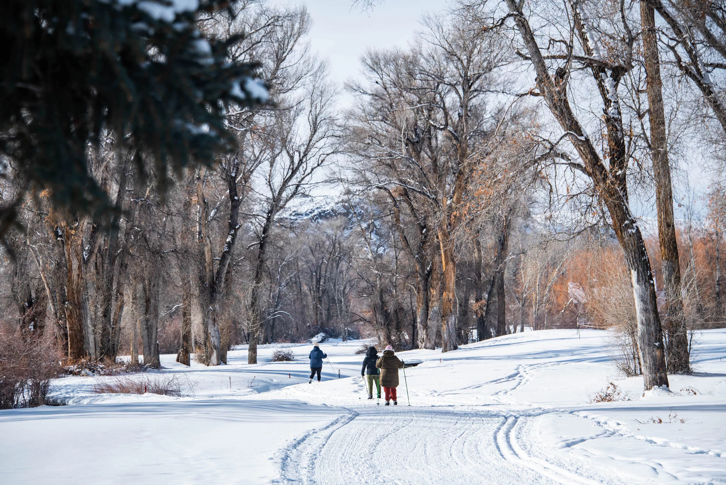 Three people cross-county ski on a groomed track under some trees