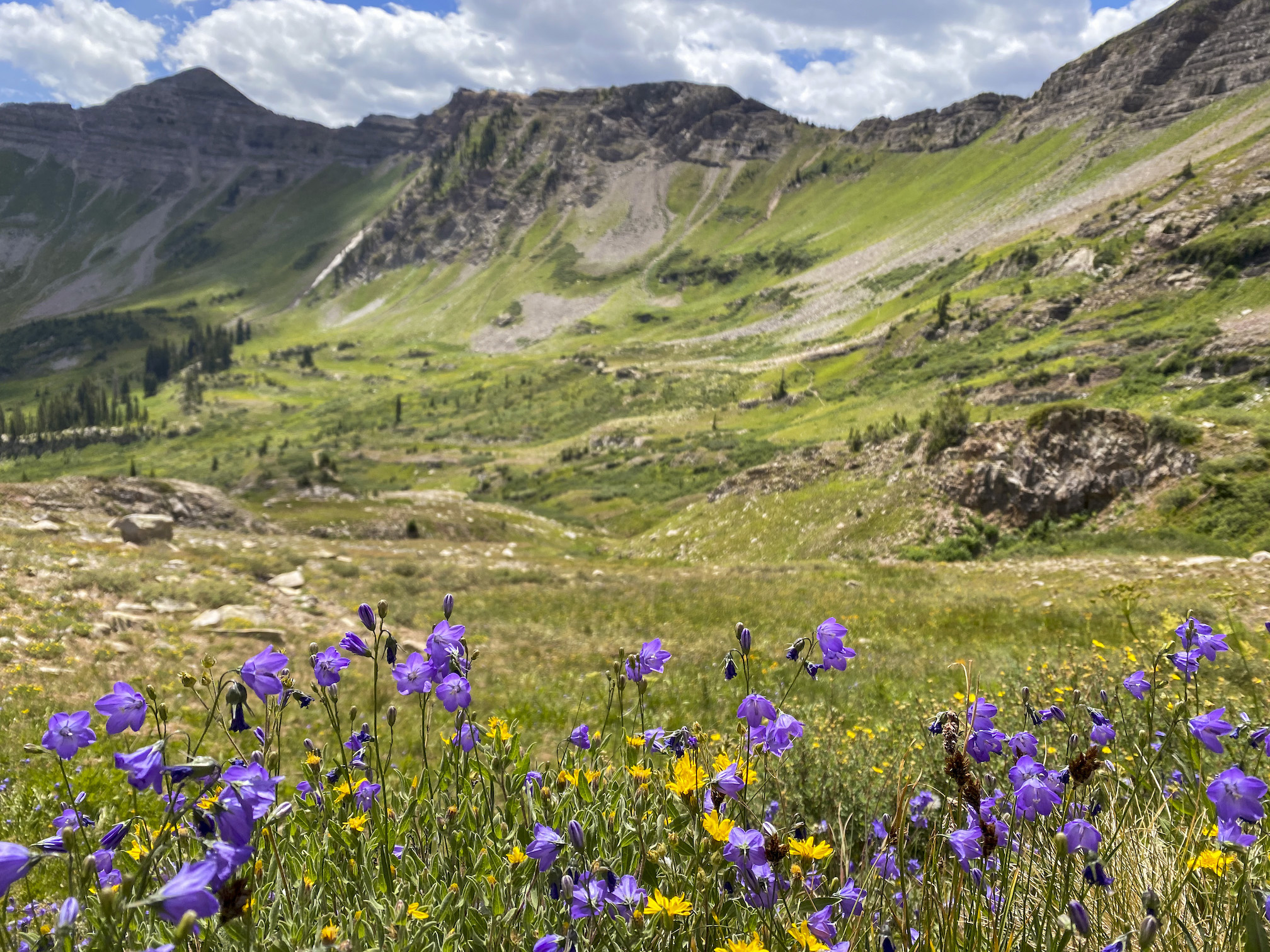 A mountain view with wildflowers in the foreground