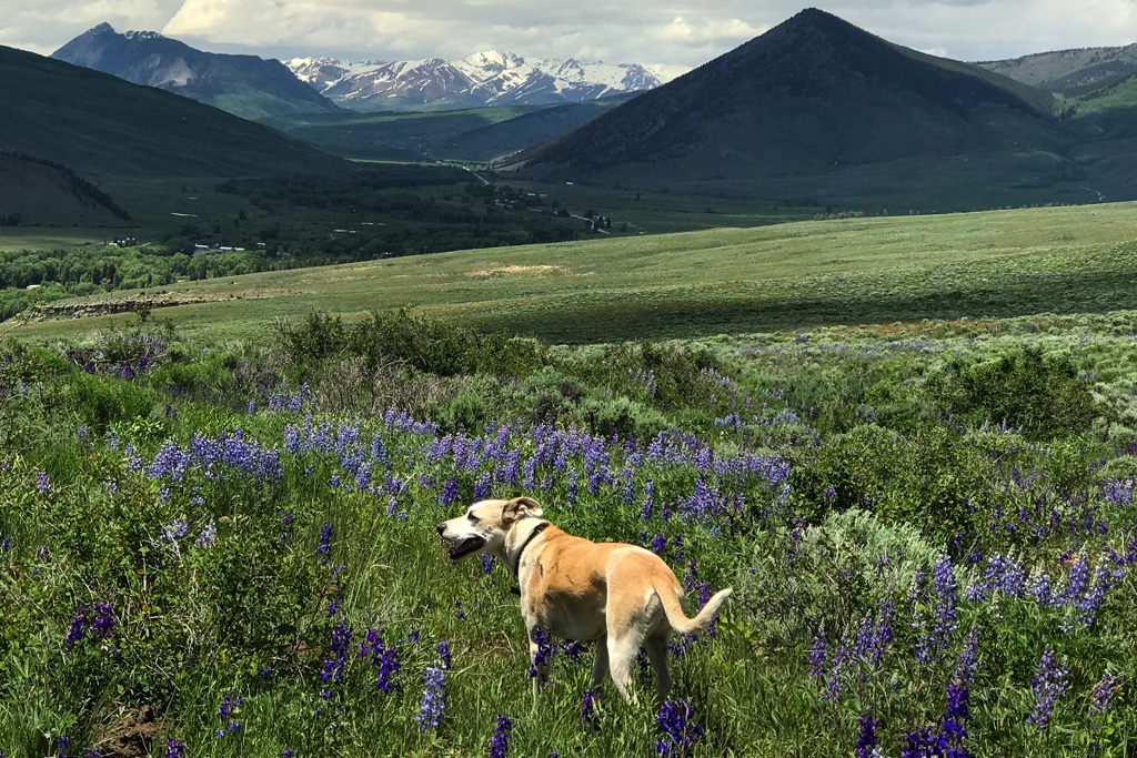 A medium-sized white dog pants in a meadow of lupine flowers in summer with snowy mountains in the background.