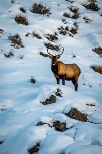 An elk in winter near Crested Butte, Colorado.