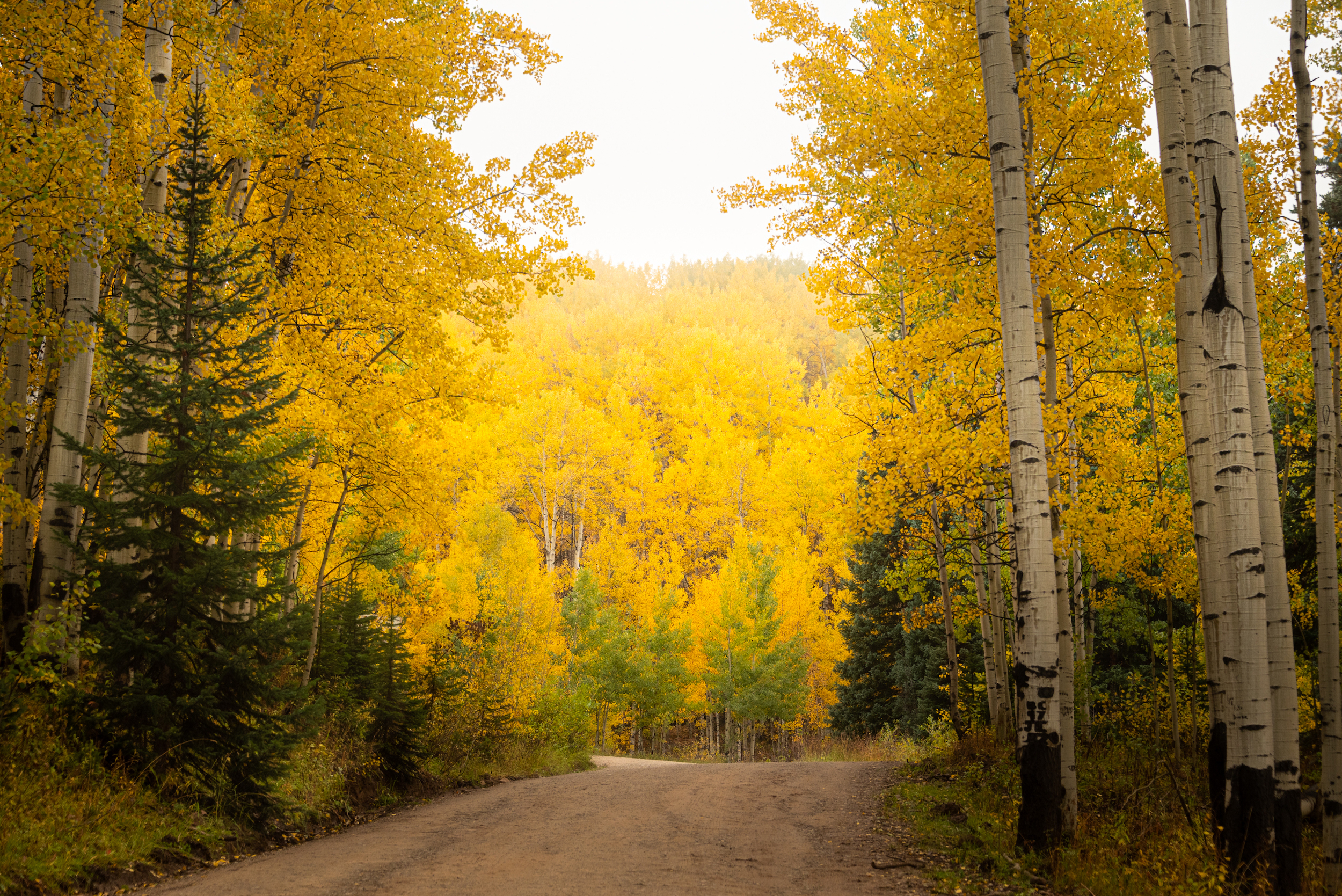 A gravel road winding through trees