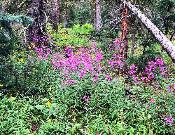 Wild Colorado Fireweed in the forest around Gunnison