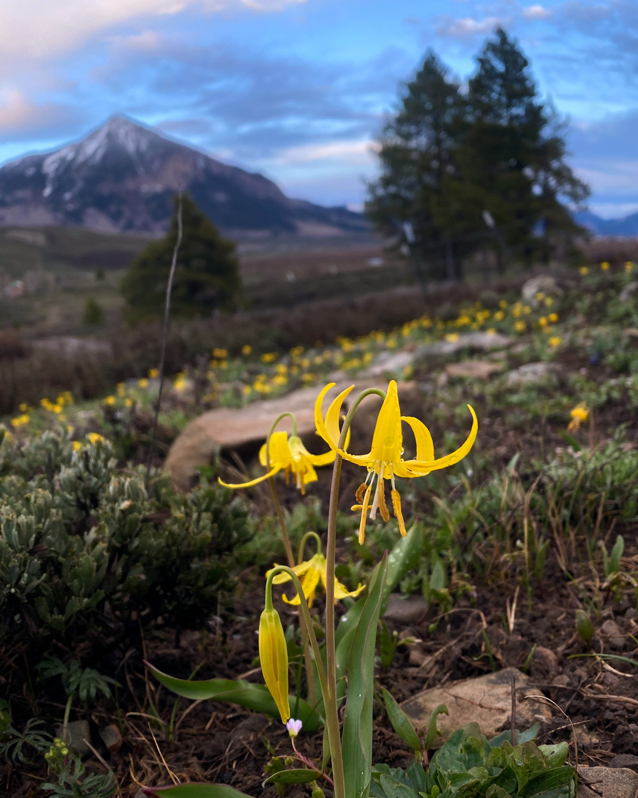 a curved yellow wildflower called a glacier lily in Crested Butte