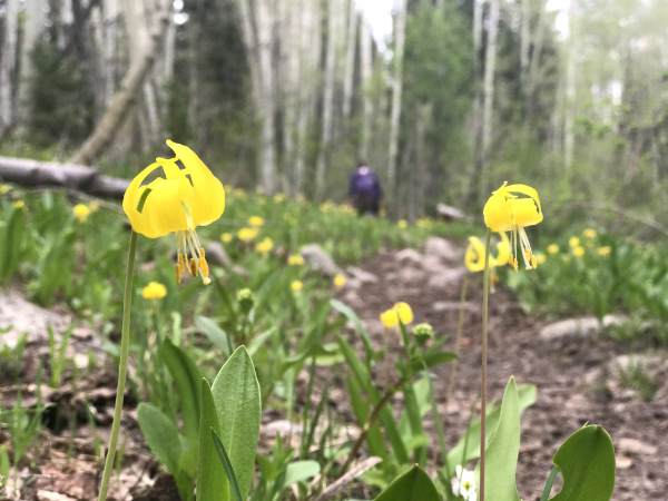 Wild Flowers in Crested Butte forest with Glacier Lilies in June