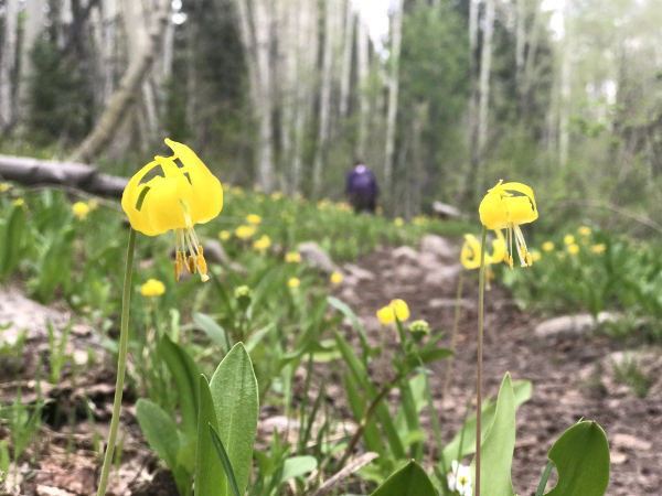 glacier lilies oh-be-joyful crested butte