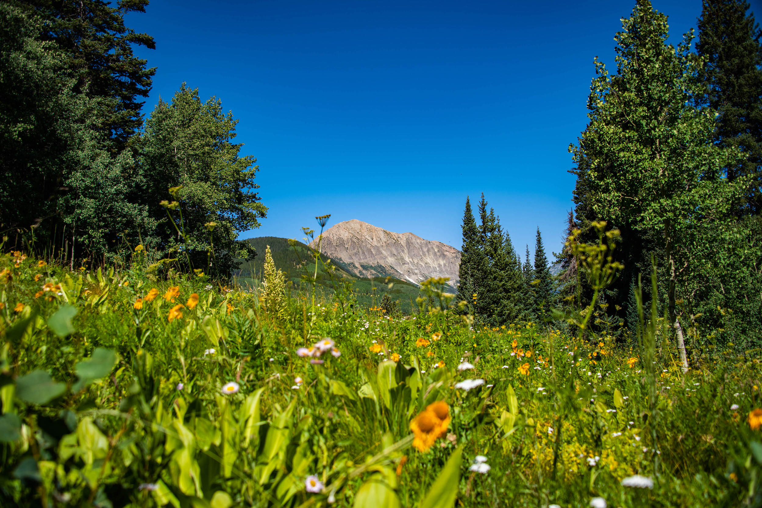 a field of wildflowers in gothic, colorado during summer