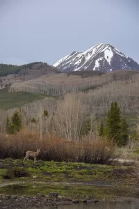 A deer with Gothic Mountain in the background near Crested Butte, Colorado in spring.
