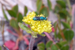 Green sweat bee