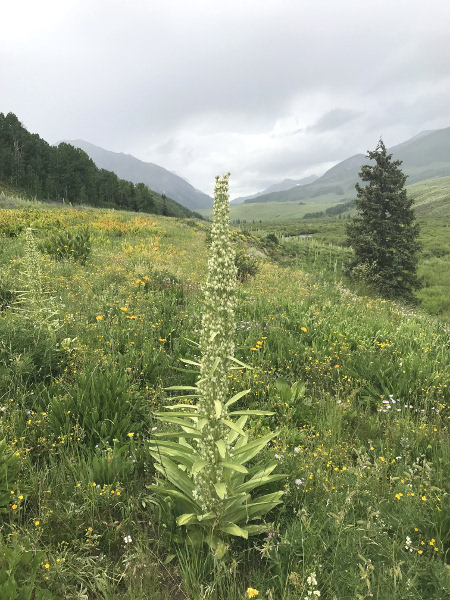 Green Gentian Monument Plant in the mountains of Crested Butte