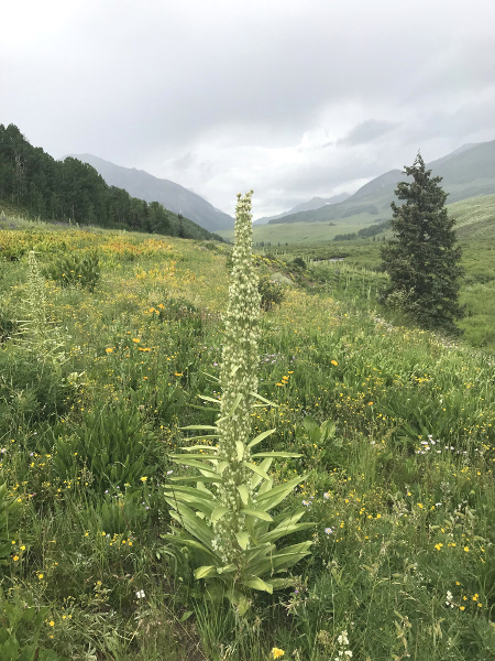 Colorado Wildflower Guide from Crested Butte