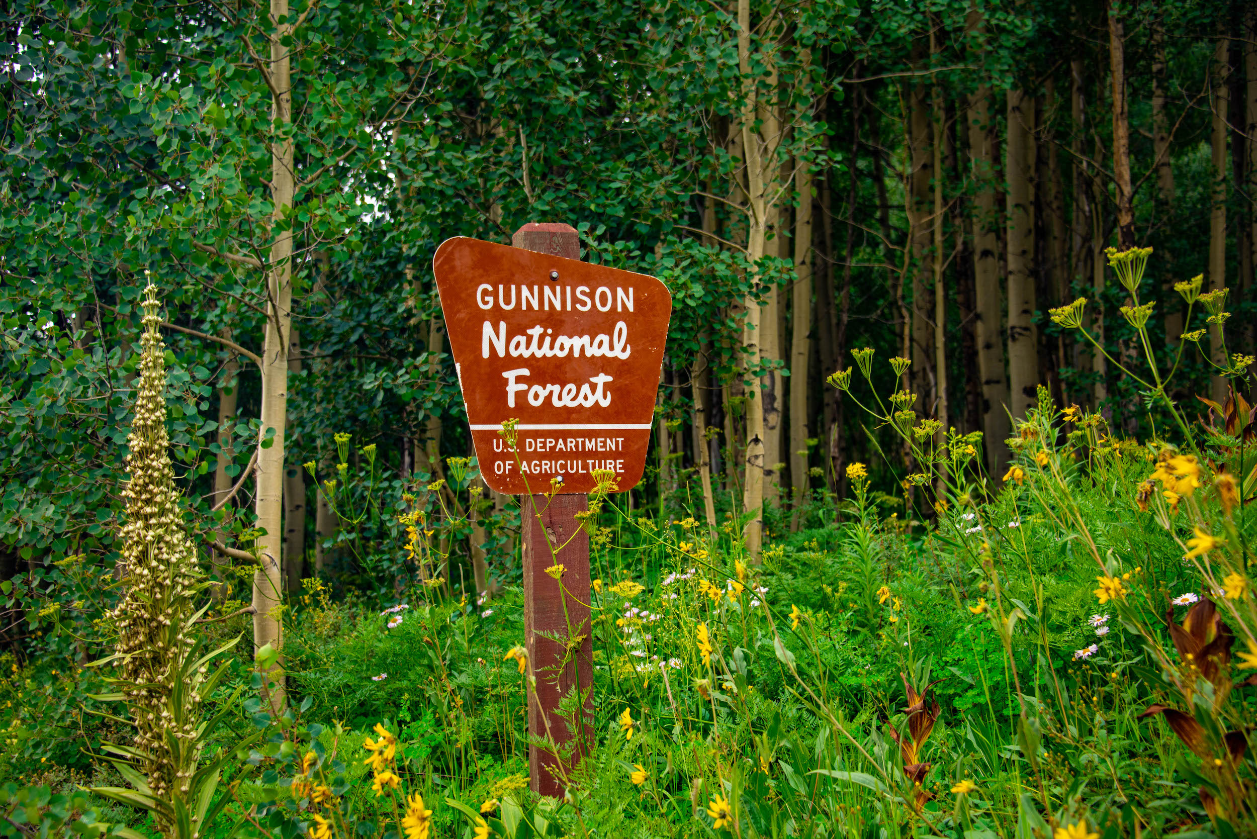 A sign that says Gunnison National Forest in a patch of wildflowers and trees