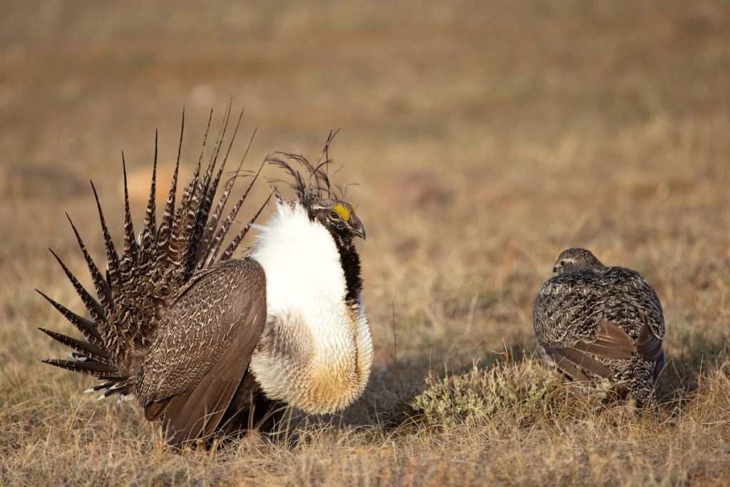 gunnison-sage-grouse