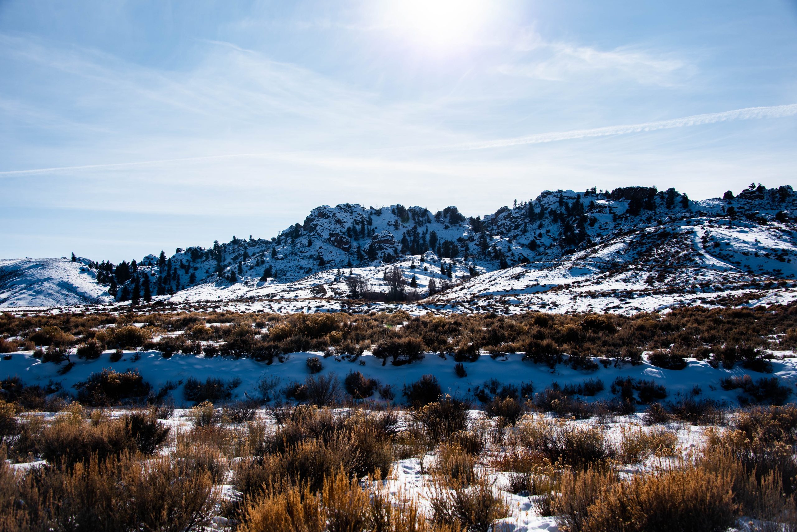 Rocks and sage brush shrubs covered in snow