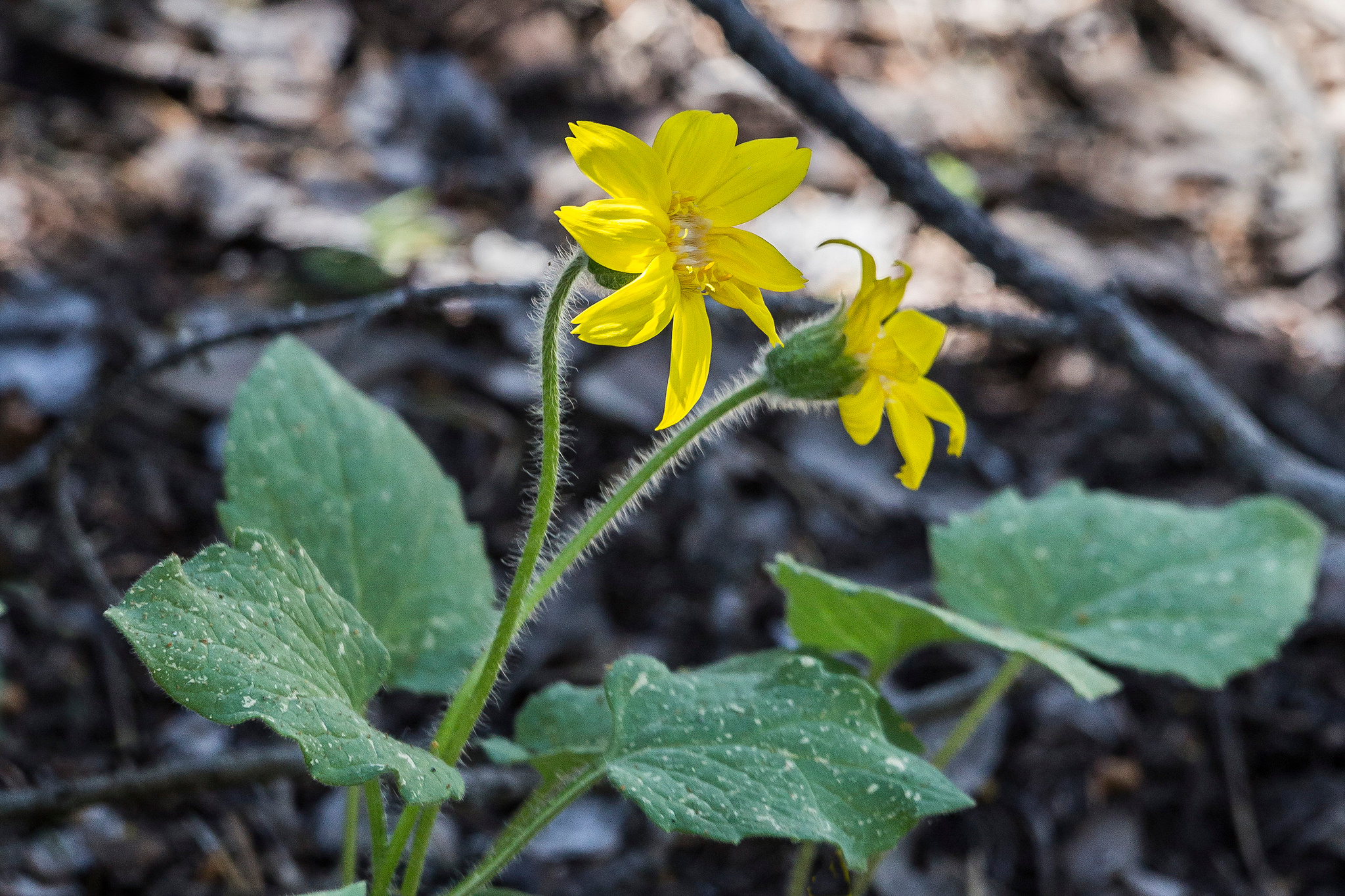 heartleaf arnica