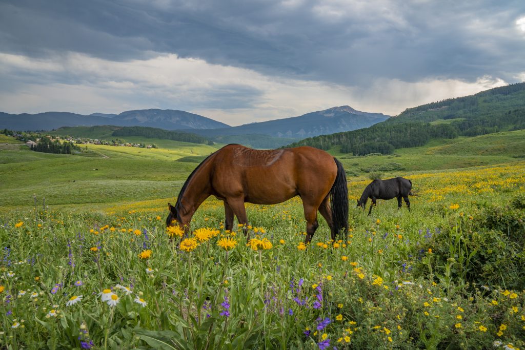 horses-crested-butte-colorado