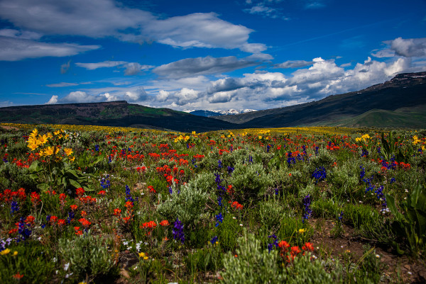 jacks cabin wildflowers near almont colorado