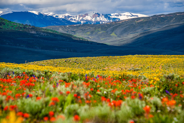 wildflowers and the castles almont colorado