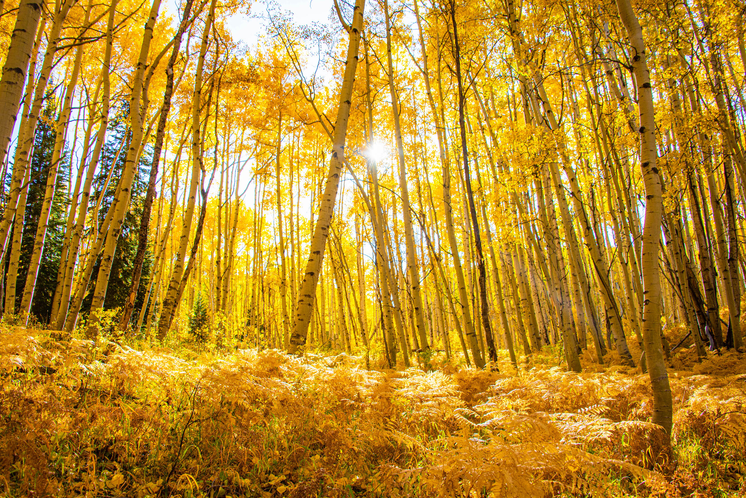 A grove of aspen trees with golden leaves 