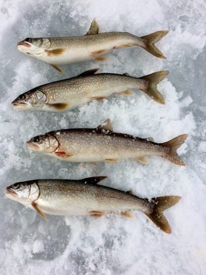 Small Colorado lake trout from Blue Mesa Reservoir