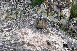 Least chipmunk eating a snack