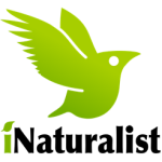 iNaturalist logo