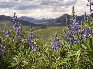 Lupine near Gunnison, Colorado