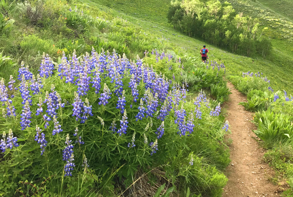 Wild Lupine on the Walrod Cutoff Trail Gunnison County