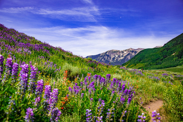 lupine trail with lupines in full bloom