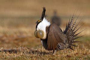 Male Gunnison sage-grouse