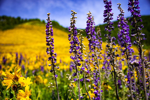 larkspur and sunflowers in crested butte colorado