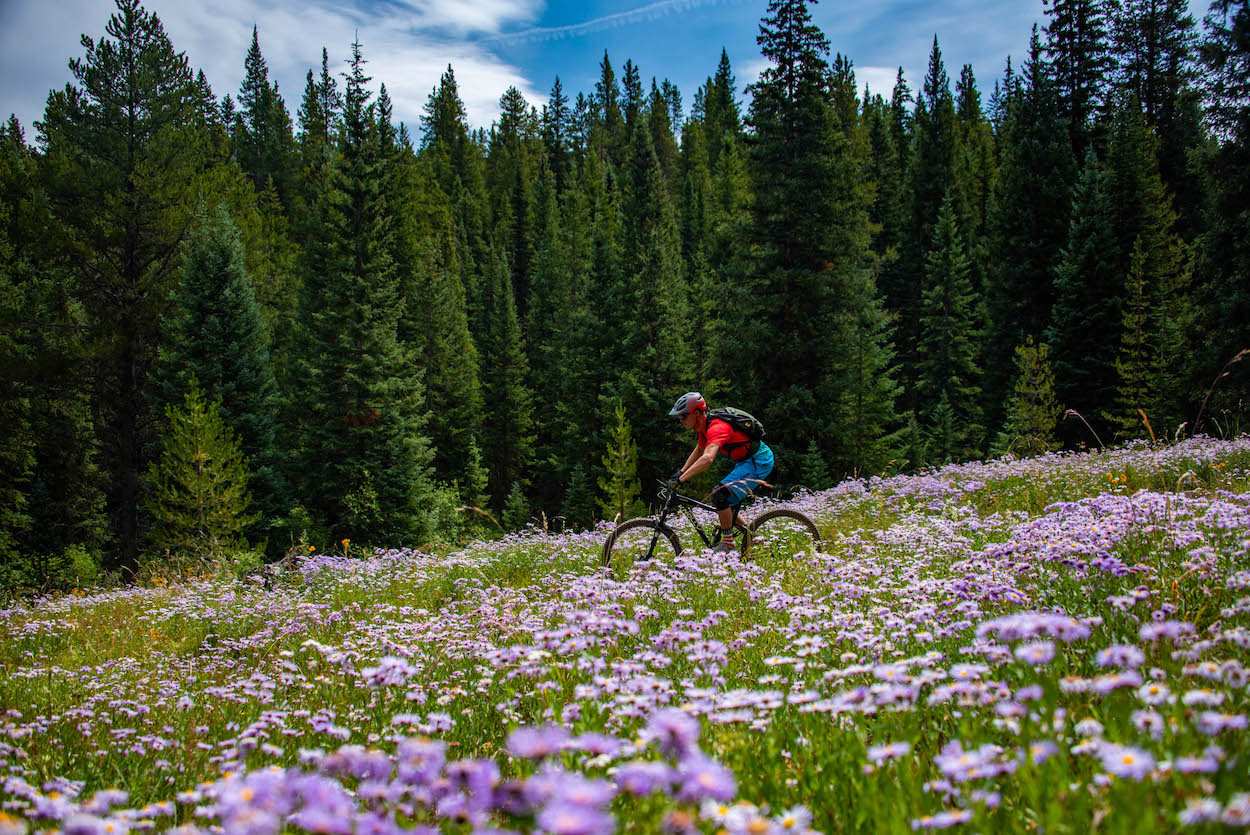 A mountain biker on a trail going through a field of flowers with tall pine trees in the background