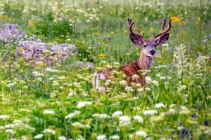 Mule deer in spring in Crested Butte.