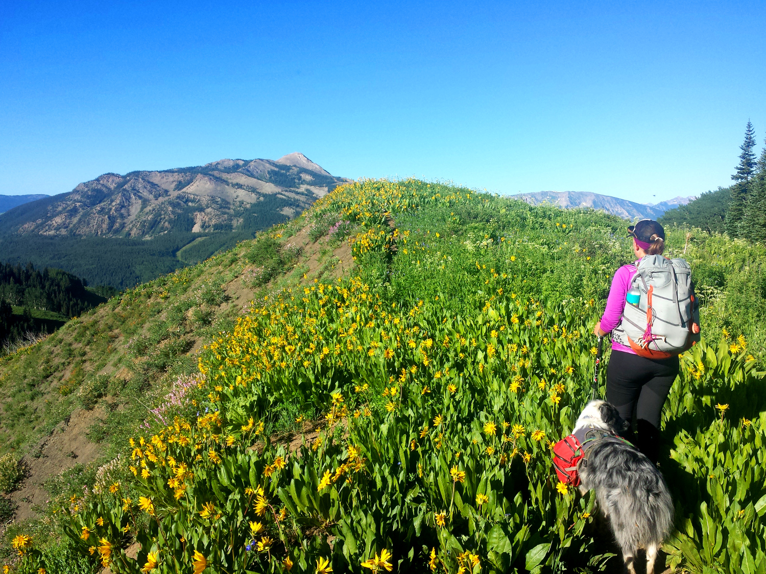 deer creek trail mule's ears sunflowers